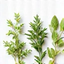 Natural ingredients icon